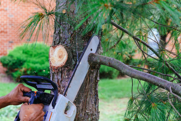 Best Palm Tree Trimming  in Escondido, CA